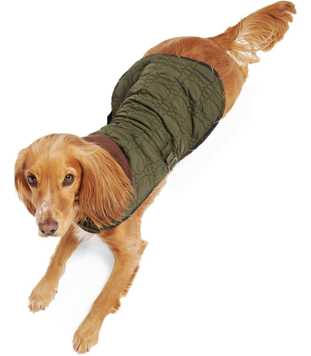 BARBOUR DOG BONE OLIVGRÜNER MANTEL